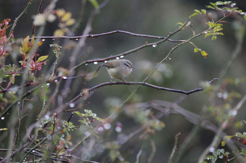 Yellow-bellied Bush Warbler (Horornis acanthizoides), photo 8