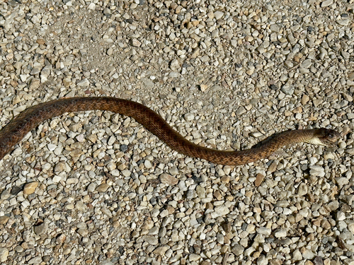 Brown Tree Snake sighting