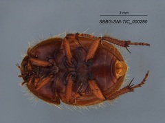 Coelus pacificus