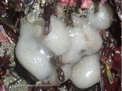 Cystodytes lobatus