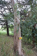 Gonipterus platensis