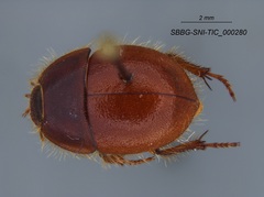 Coelus pacificus