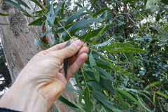 Gonipterus platensis