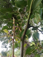 Phytholaema mutabilis