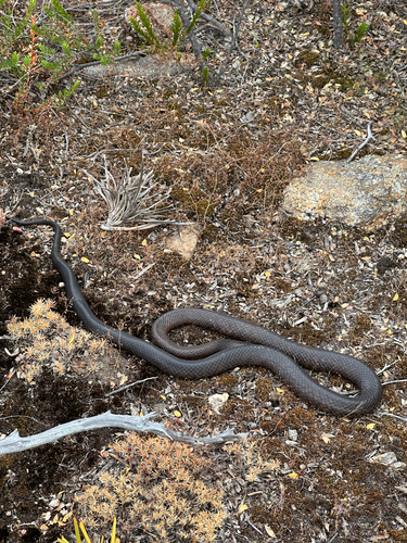 Mainland Dugite sighting