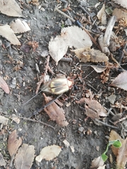 Phytholaema mutabilis