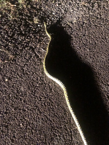 Diamond Python sighting