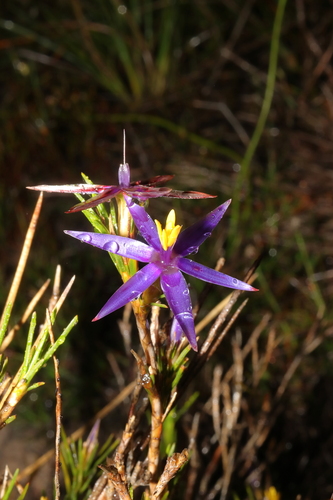 Blue Tinsel Lily (Calectasia grandiflora)