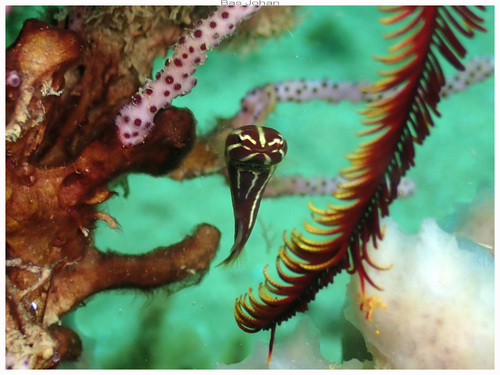 Discotrema crinophilum observed 2025-10-18