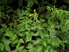 Solidago ulmifolia palmeri
