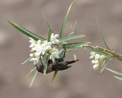 Copper Sunbird