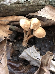Tubariaceae