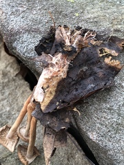 Tubariaceae