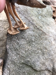 Tubariaceae