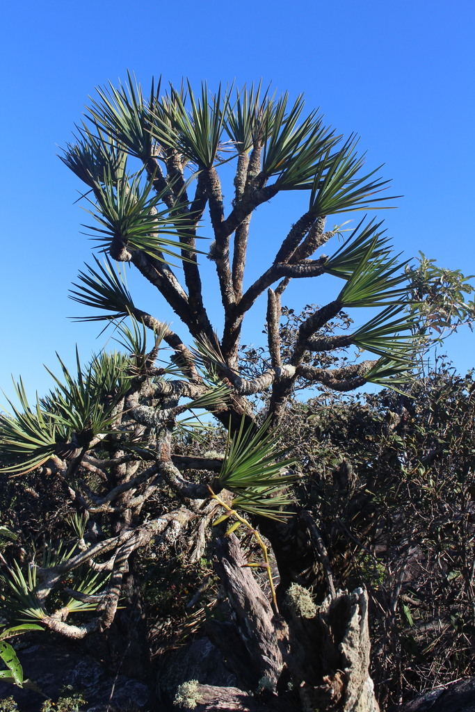 Vellozia piresiana
