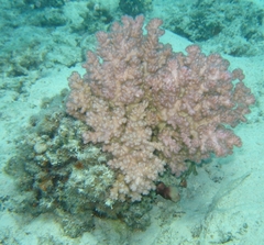 Cauliflower Coral