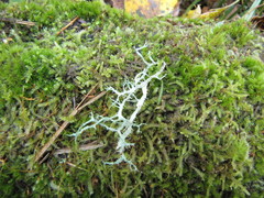 Evernia divaricata