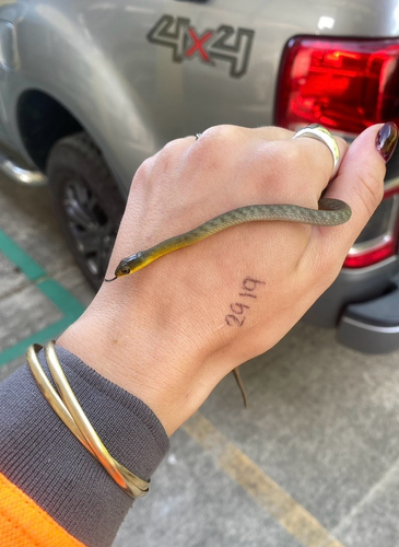 Common Tree Snake sighting