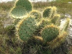 Opuntia huajuapensis