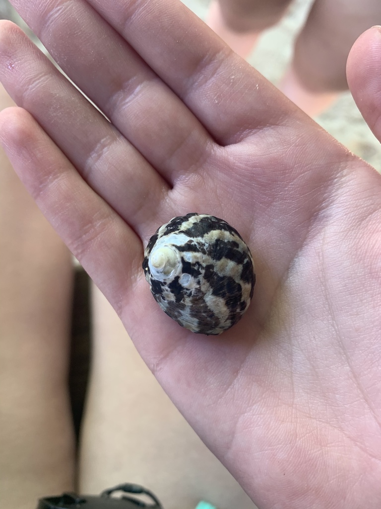West Indian Topsnail