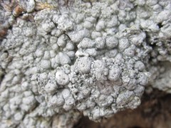 Pertusaria paratuberculifera