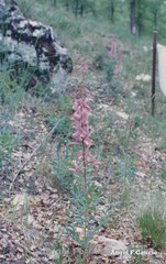 Dictamnus hispanicus