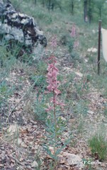 Dictamnus hispanicus