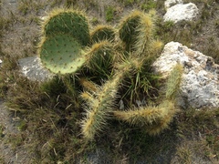 Opuntia huajuapensis
