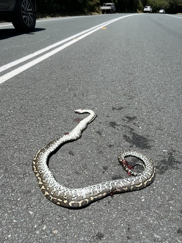 Coastal Carpet Python sighting