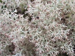 Cladonia arbuscula squarrosa