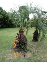 Butia eriospatha