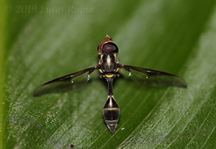 Eosalpingogaster
