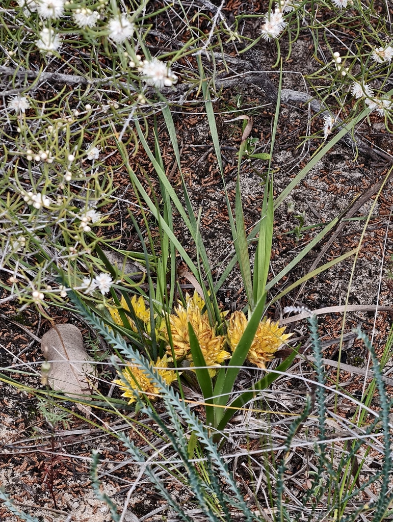 Conostylis juncea (Conostylis juncea)