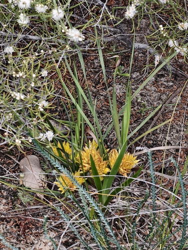 Conostylis juncea (Conostylis juncea)
