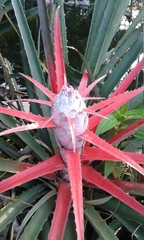 Bromelia balansae