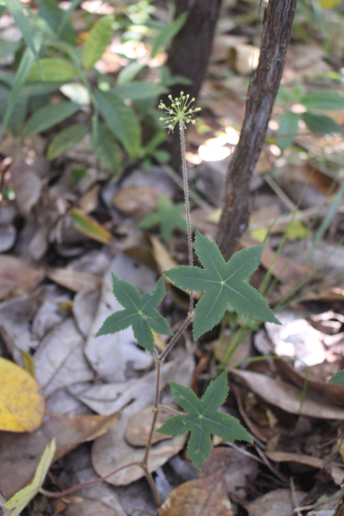 Hydrocotyle quinqueloba