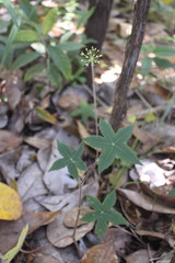 Hydrocotyle quinqueloba