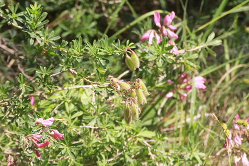 shrubby restharrow (Ononis fruticosa)