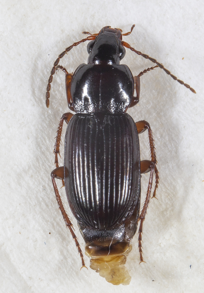 Pterostichus leonisi