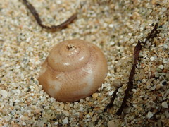 Agathistoma fasciatum