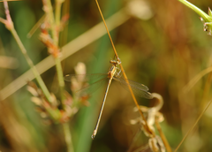 Lestes undulatus