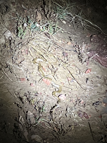 De Vis' Banded Snake sighting