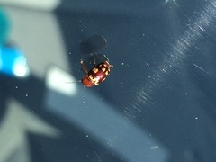 Cryptocephalus badius