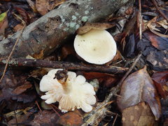 Lactarius yazooensis