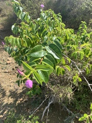 Cryptostegia