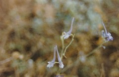 Delphinium gracile