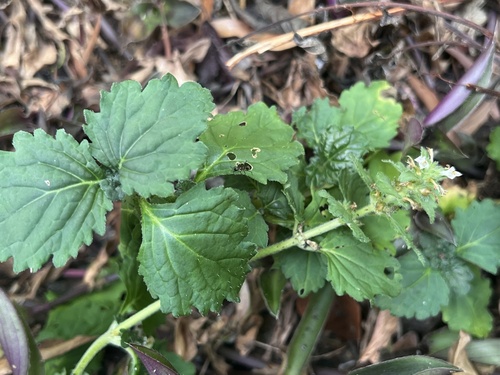 Ajuga dictyocarpa iNat (3)