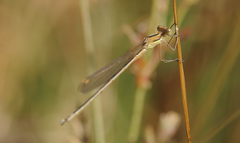 Lestes undulatus