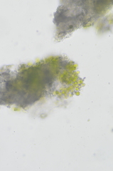 Ramboldia gowardiana