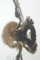 Ramboldia gowardiana